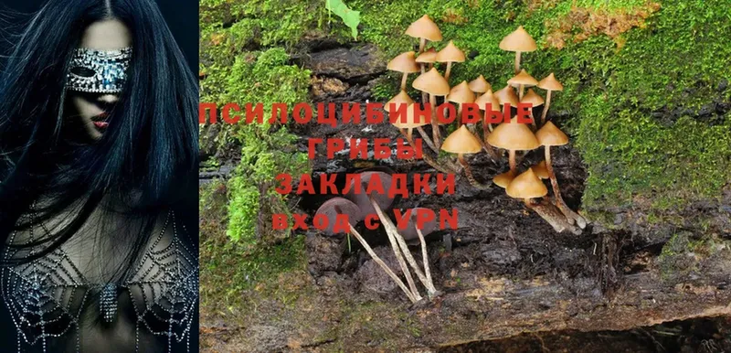 Галлюциногенные грибы Psilocybe  Жиздра 